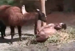 Ebony zoophile gets banged by farm animal